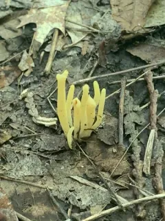 Clavaria amoenoides thumbnail 3