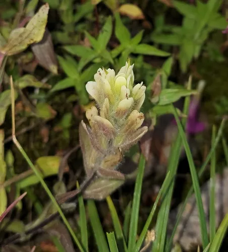 western paintbrush