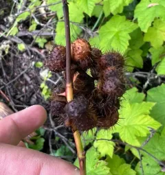 spiny rose gall wasp thumbnail 3