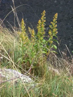 Pale Showy Goldenrod thumbnail 2