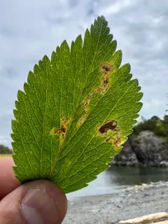 Phytomyza pastinacae thumbnail 3