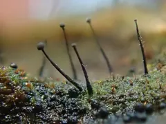 Exophiala calicioides thumbnail 3