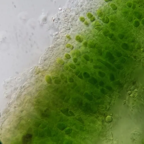 Placopyrenium fuscellum