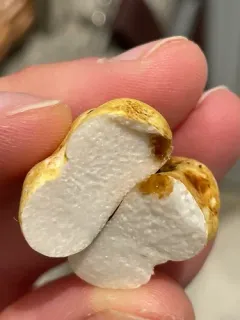Leucogaster citrinus thumbnail 3