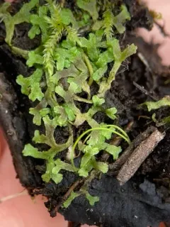 Pond Crystalwort thumbnail 3