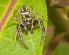 Marpissa formosa thumbnail 3