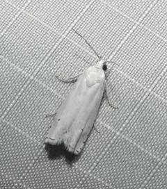 Hystrichophora vestaliana thumbnail 3