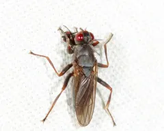 Hydromyza confluens thumbnail 4