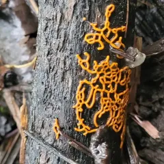 Pretzel slime mold thumbnail 4