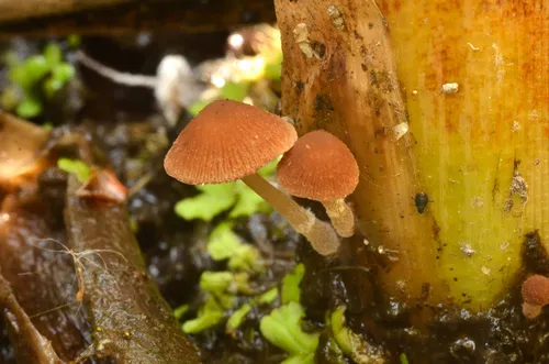 Candolleomyces typhae