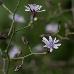woodland lettuce thumbnail 3