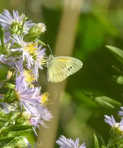 Dainty Sulphur thumbnail 2