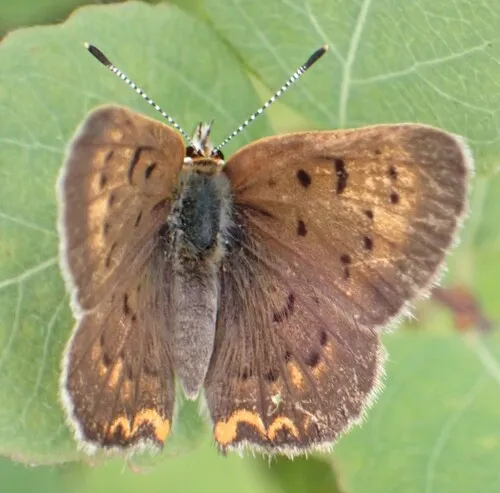 Dorcas Copper