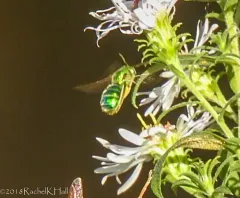 Metallic Epauletted-Sweat Bee thumbnail 2