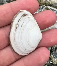 Bent-nosed Clam thumbnail 4