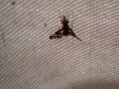 Stenopa vulnerata thumbnail 1
