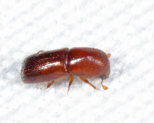 Xyleborus xylographus