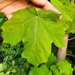 black maple thumbnail 4