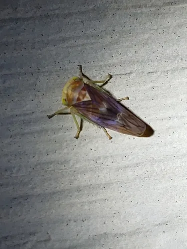 Populicerus midas