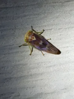 Populicerus midas thumbnail 1