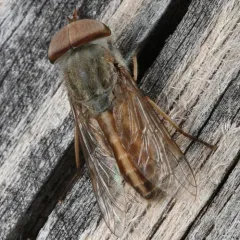 Striped Horse Fly thumbnail 3
