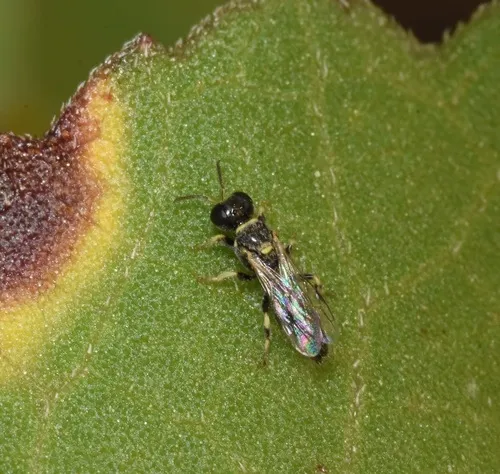 Crossocerus maculiclypeus