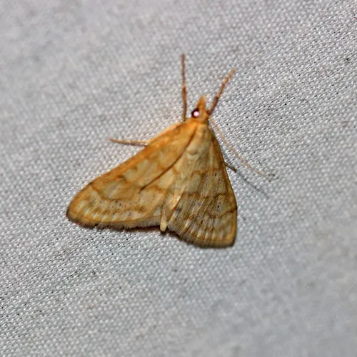 Scarce Straw Pearl