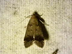 Anacampsis fragariella thumbnail 3