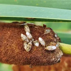 Bulrush Bug thumbnail 4