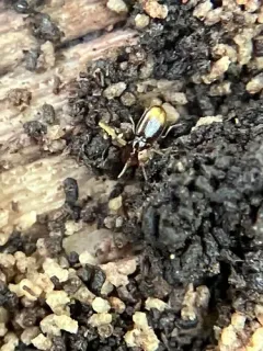 Mioptachys flavicauda thumbnail 3