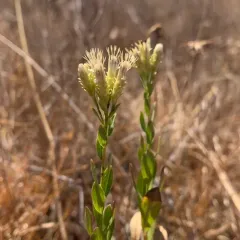 Columbian Whitetop Aster thumbnail 4