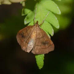 Mint Root Borer Moth thumbnail 4