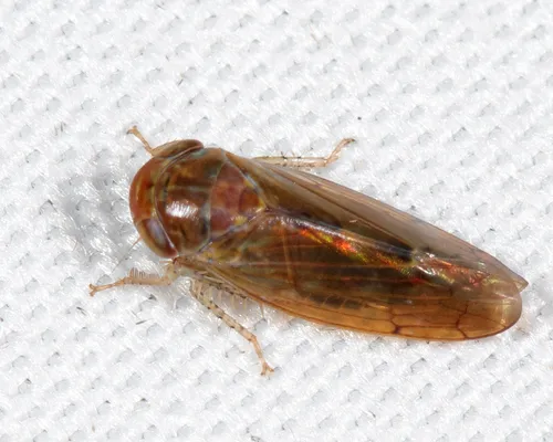Eutettix marmoratus