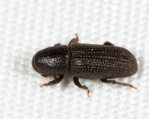 Hylastes porculus