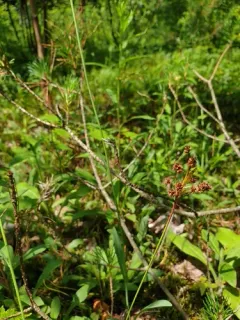 Fen Wood-rush thumbnail 2