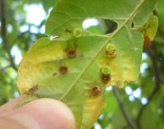 Hickory Beret Gall Midge thumbnail 1