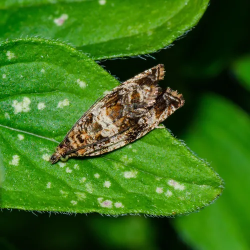 Celypha Moth