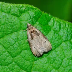 Olethreutes punctanum thumbnail 4