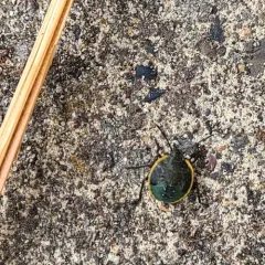 Conchuela Bug thumbnail 3