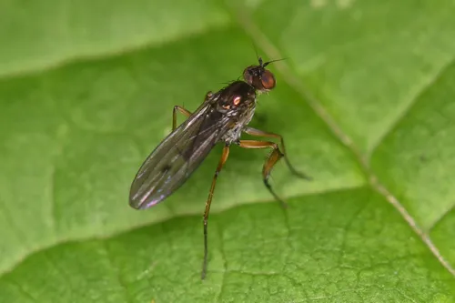Campsicnemus claudicans