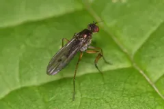 Campsicnemus claudicans thumbnail 1