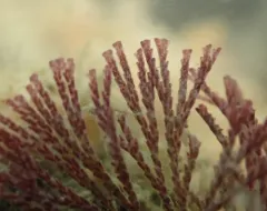 brown bryozoan thumbnail 2