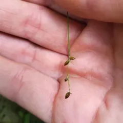 two-seeded sedge thumbnail 4