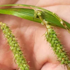 nodding sedge thumbnail 3