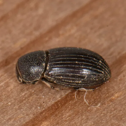 Dialytes truncatus