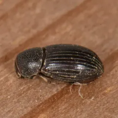 Dialytes truncatus thumbnail 1