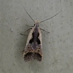 Bilobed Dichomeris Moth thumbnail 2