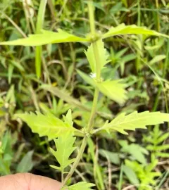 sweet bugleweed thumbnail 4