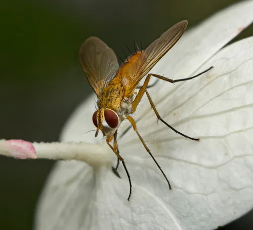 Leskia depilis