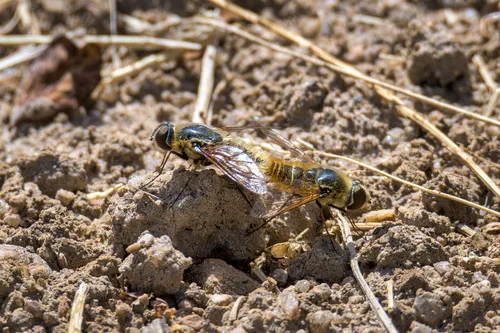 Dicranoclista fasciata